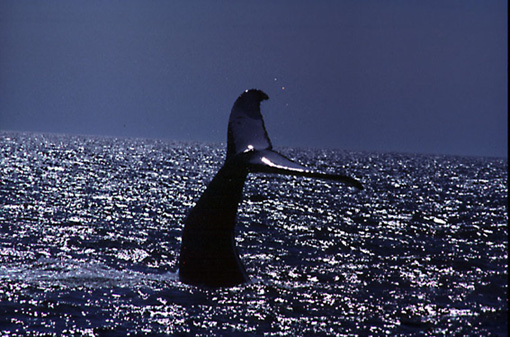 �e�C���X���b�v����U�g�E�N�W��