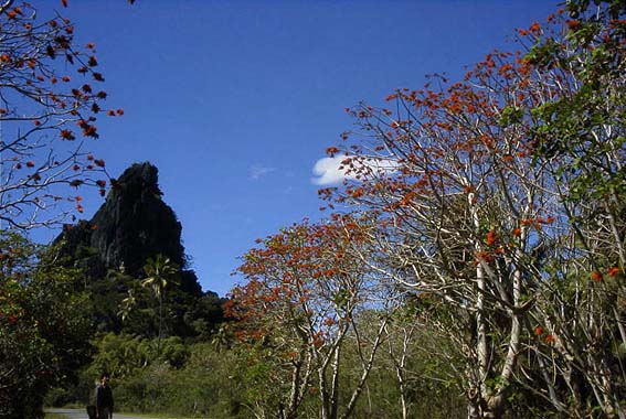 �f�C�S�̉Ԃ��炭