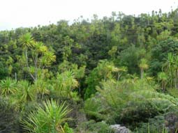 �L���x�c�̖�