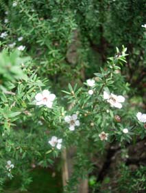 �}�k�J�̉�