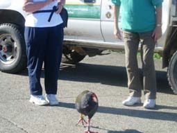 �l���ꂵ�������^�J�w