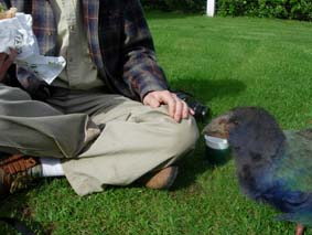 �ڂ͂�������l�̓��������Ă���