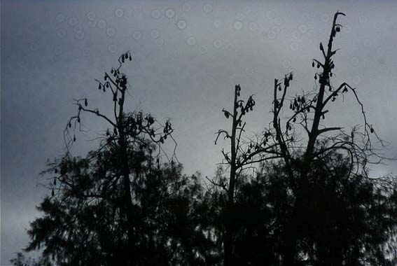 ���N�}�I�E�ɃR���j�[��