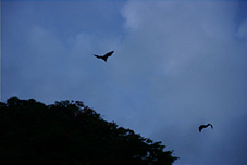 Bats started to fly out at dusk