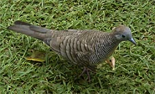 The Zebra Dove was introduced and is common anywhere in the Pacific and the Indian sea area
