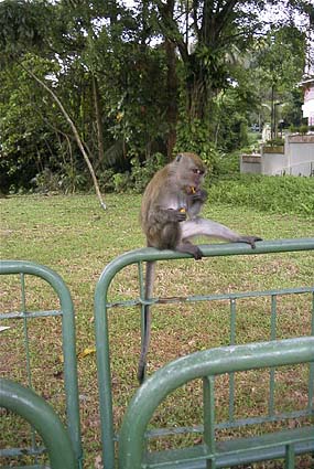 ���ɉa�����Ɣ����Ƃ����Ŕ�������