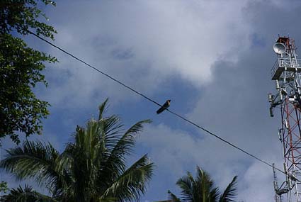 �����E�L���E�c�o��