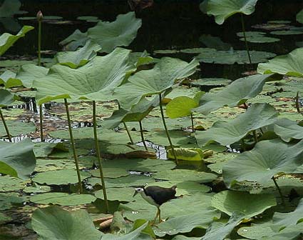 �V���n���N�C�i�̓r�W�^�[�Z���^�[�̋i�����̖ڂ̑O�܂ŗ���