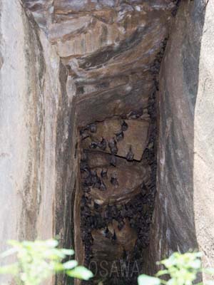 ��̌��Ԃ̃f�}�����[�Z�b�g�I�I�R�E����