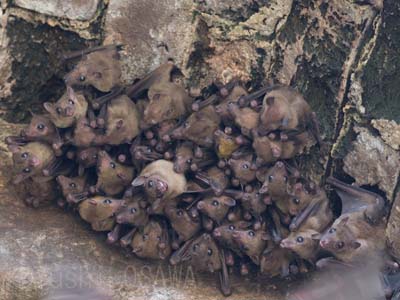 �C�X�����j�A���ɂ̃f�}�����[�Z�b�g�I�I�R�E����