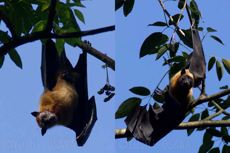 �C���h�I�I�R�E����