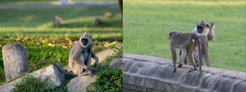 �n�k�}�������O�[���i���j�n�k�}�������O�[���̌Q��̂��΂��g�N�����L�[���ʉ߁i�E�j