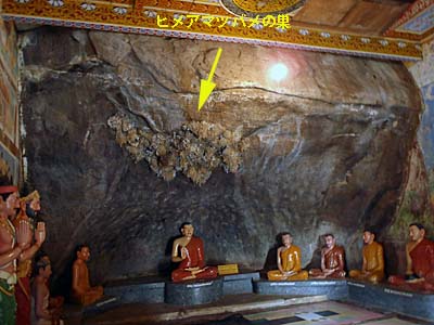 �C�X�����j�A���Ɍ������ɂ���q���A�}�c�o���̑�