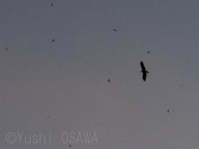 ��������q���A�}�c�o��