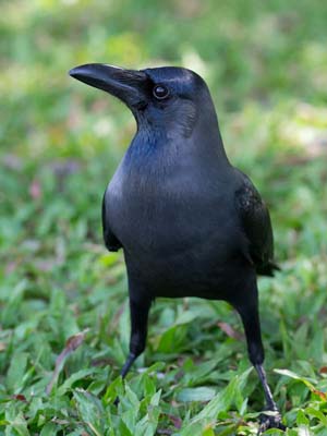 ���~�������ɂ���Ă����C�G�K���X