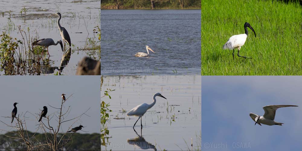 �����r�Ŋώ@����钹