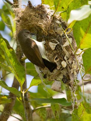 �N���Z�^�C���E�`���E�͒ނ葃�쐬��