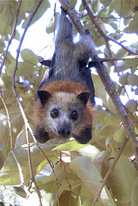 vivien����̂Ƃ���ŕی삳��Ă����n�C�K�V���I�I�R�E�����̎q�ǂ�