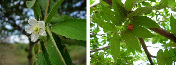 �T�N�����{�݂����Ȏ����Ȃ�