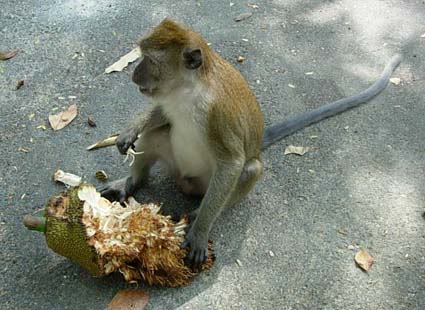 �W���b�N�t���[�c��H�ׂ�J�j�N�C�U��