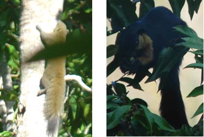 �n�C�C���̃��X�ƂQ�F���X