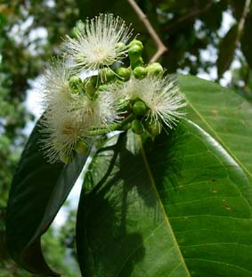 ���̔����Ԃ͍��񂠂������Ō�������