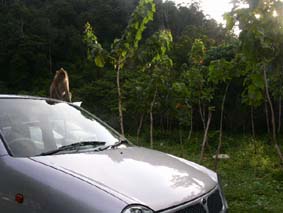 �J�j�N�C�U��