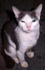 �N�A�̐H���ŉ�����L