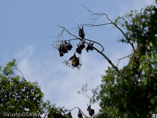ジャワオオコウモリ　Pteropus vampyrus　Large flying fox