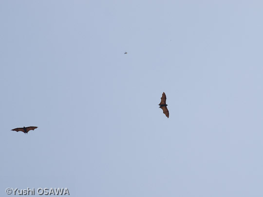 ジャワオオコウモリ　Pteropus vampyrus　Large flying fox
