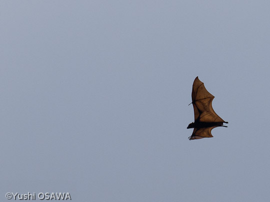 ジャワオオコウモリ　Pteropus vampyrus　Large flying fox