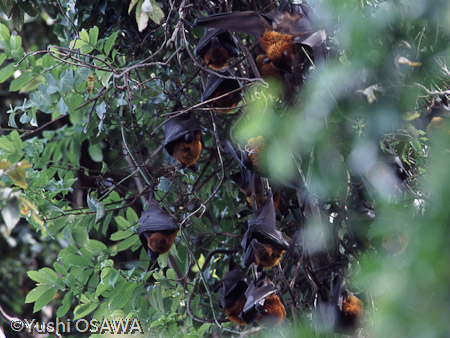ジャワオオコウモリ　Pteropus vampyrus　Large flying fox
