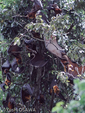 ジャワオオコウモリ　Pteropus vampyrus　Large flying fox
