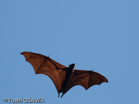 ジャワオオコウモリ　Pteropus vampyrus　Large flying fox