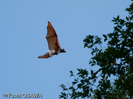 ジャワオオコウモリ　Pteropus vampyrus　Large flying fox
