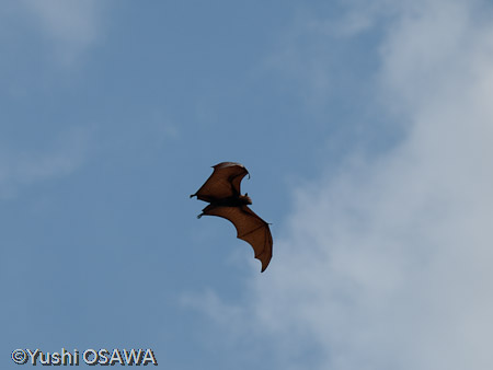 ジャワオオコウモリ　Pteropus vampyrus　Large flying fox