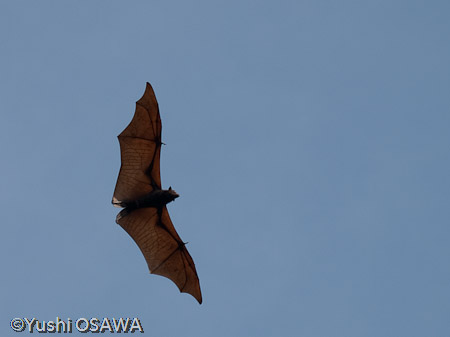 ジャワオオコウモリ　Pteropus vampyrus　Large flying fox