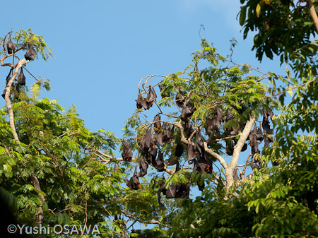 ジャワオオコウモリ　Pteropus vampyrus　Large flying fox