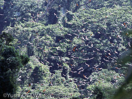 ジャワオオコウモリ　Pteropus vampyrus　Large flying fox
