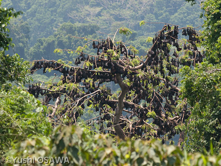 ジャワオオコウモリ　Pteropus vampyrus　Large flying fox