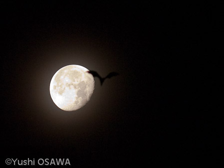 ジャワオオコウモリ　Pteropus vampyrus　Large flying fox