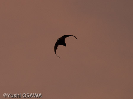 ジャワオオコウモリ　Pteropus vampyrus　Large flying fox