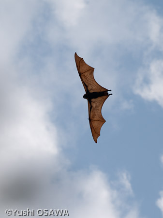 ジャワオオコウモリ　Pteropus vampyrus　Large flying fox