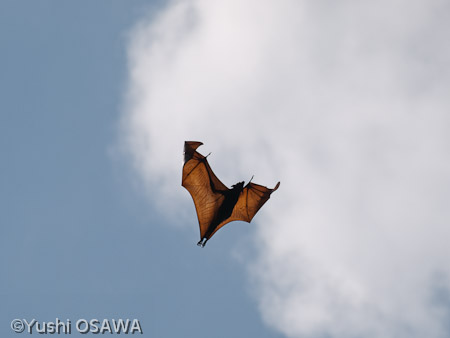 ジャワオオコウモリ　Pteropus vampyrus　Large flying fox
