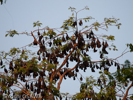 ジャワオオコウモリ　Pteropus vampyrus　Large flying fox