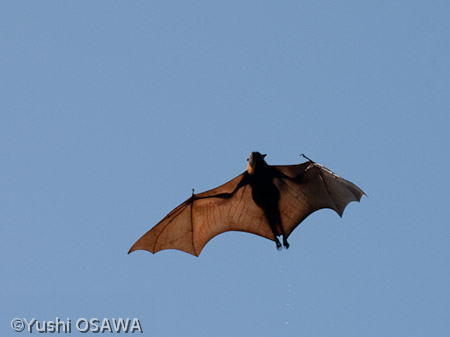 ジャワオオコウモリ　Pteropus vampyrus　Large flying fox