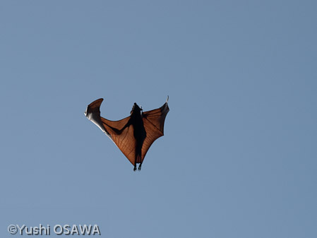ジャワオオコウモリ　Pteropus vampyrus　Large flying fox
