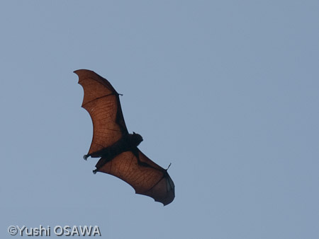 ジャワオオコウモリ　Pteropus vampyrus　Large flying fox