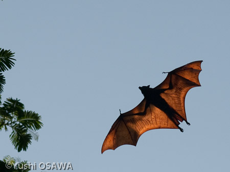 ジャワオオコウモリ　Pteropus vampyrus　Large flying fox