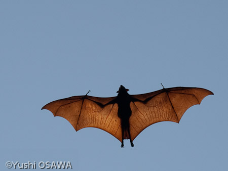 ジャワオオコウモリ　Pteropus vampyrus　Large flying fox